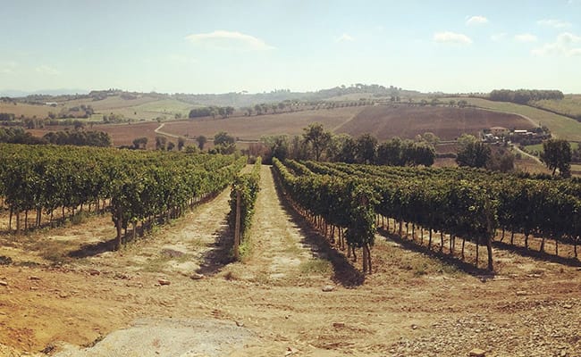 Wine Tour a Cortona | Vista delle cantine del Cortona DOC guidata da esperti sommelier